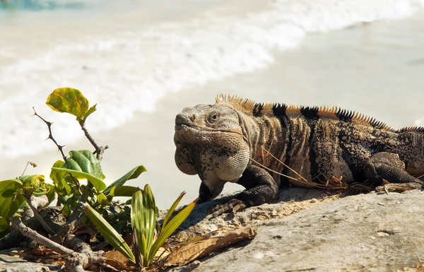 Iguana Meksiko — Stok Foto