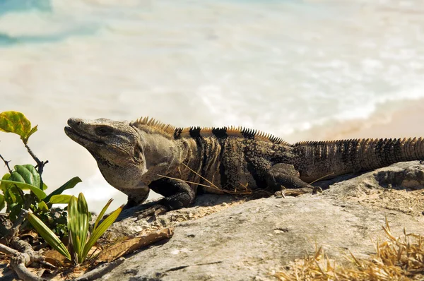 Iguana Meksiko — Stok Foto