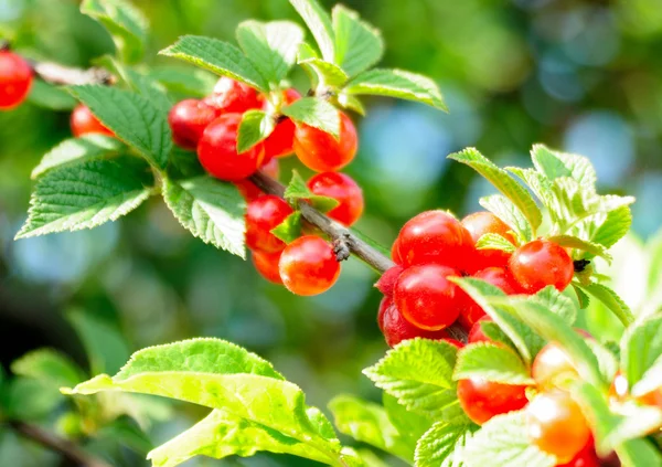 Ripe berries — Stock Photo, Image