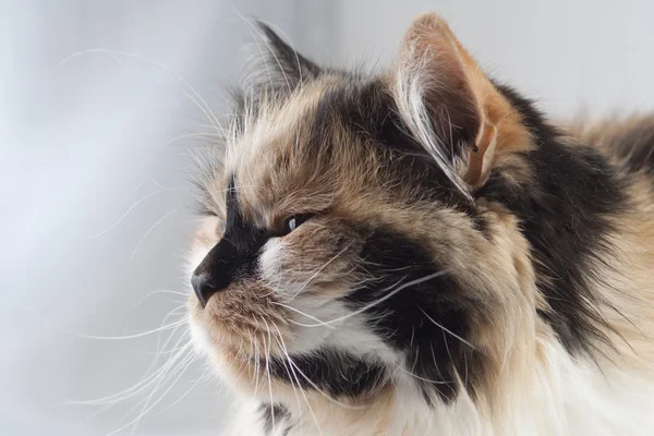 Retrato de gato — Fotografia de Stock