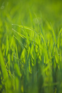 Su damlalarıyla çimenleri kapatın.