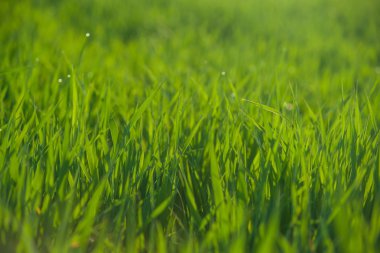 su damlaları ile taze çimen yakın çekim