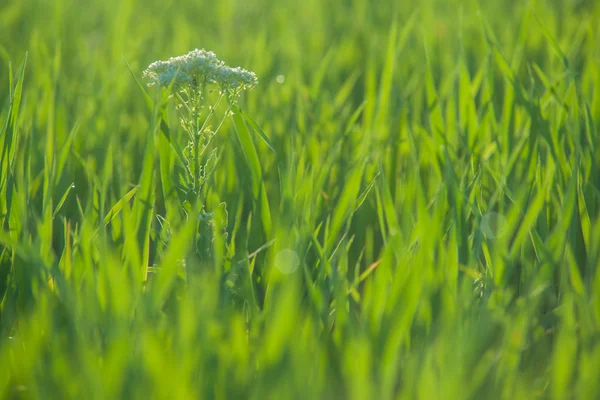 Menutup rumput segar dengan tetes air — Stok Foto