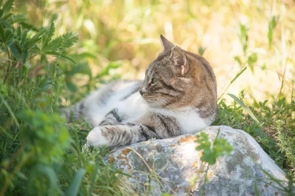 Šedá kočka se těší příroda — Stock fotografie
