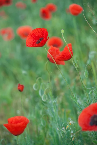 Field of Corn Poppy Flowers Papaver rhoeas i foråret - Stock-foto