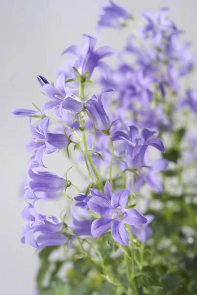 Колокольчик Кампанулы цветы на сером фоне — стоковое фото
