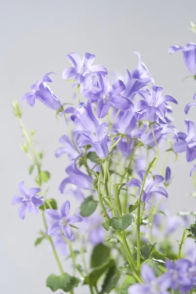 Колокольчик Кампанулы цветы на сером фоне — стоковое фото