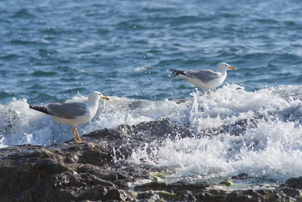 Seagull on the rocks of a rough coastline — Stock Photo, Image