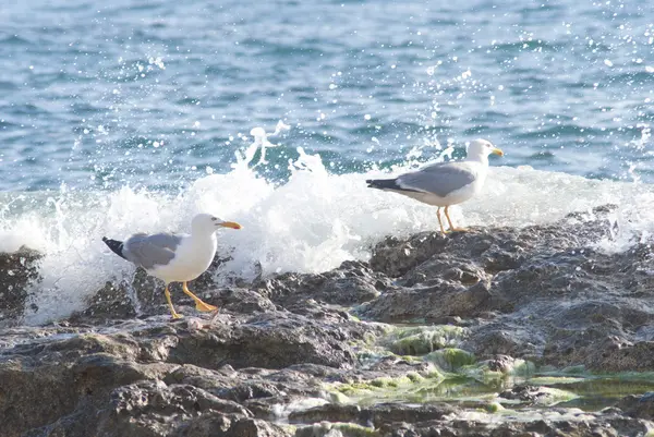 Seagull on the rocks of a rough coastline — Stock Photo, Image