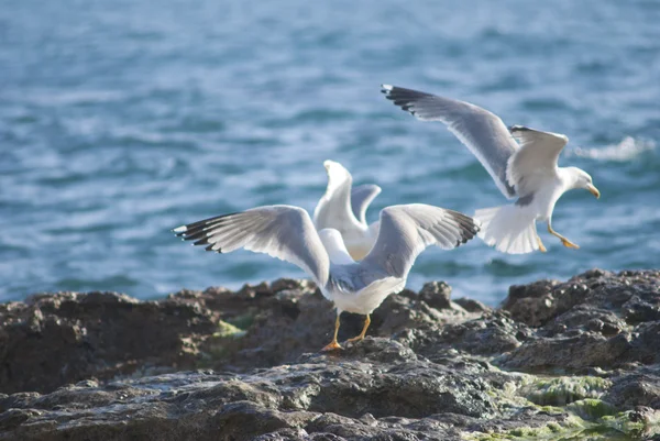 Seagull on the rocks of a rough coastline — Stock Photo, Image