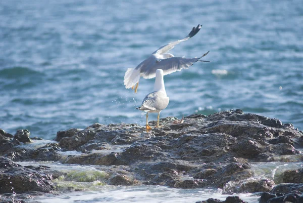 Seagull on the rocks of a rough coastline — Stock Photo, Image