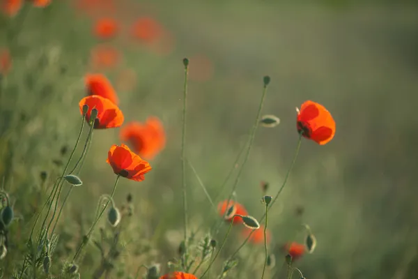 Campo de Milho Poppy Flores — Fotografia de Stock