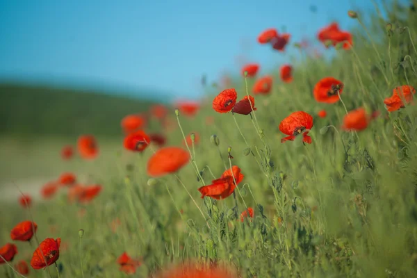 Campo de Milho Poppy Flores — Fotografia de Stock