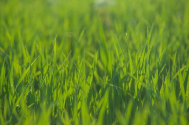 su damlaları ile taze çimen yakın çekim