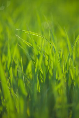 su damlaları ile taze çimen yakın çekim
