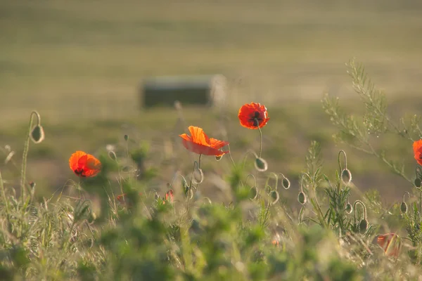 Field of Corn Poppy Flowers Papaver rhoeas in Spring — Stock Photo, Image