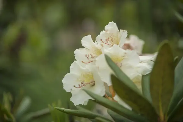 Różanecznik biały kwiat — Zdjęcie stockowe