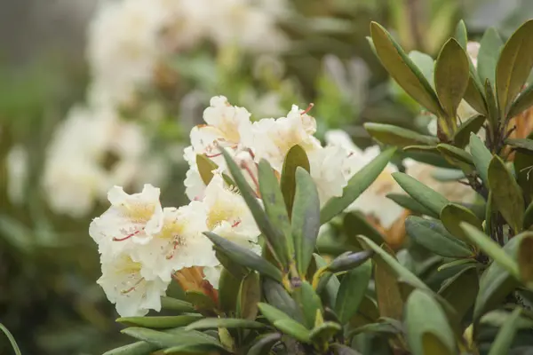 White rhododendron blossom — Stock Photo, Image