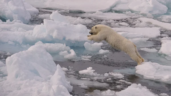 Oso polar — Foto de Stock