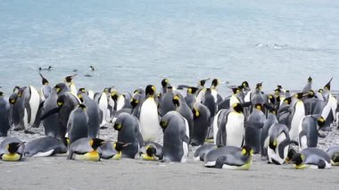 Güney Georgia sahillerindeki Kral Penguenler