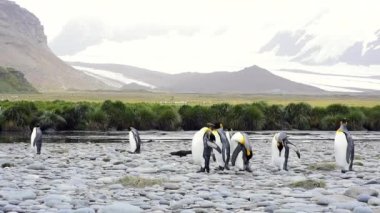 Güney Georgia sahillerindeki Kral Penguenler