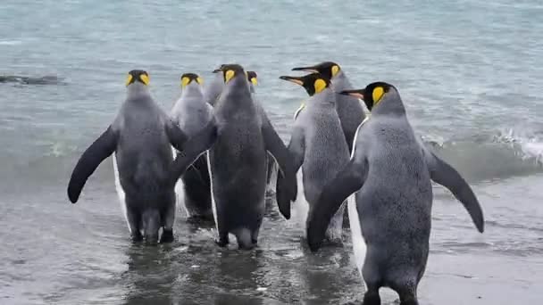 サウスジョージアのビーチでペンギン王 — ストック動画