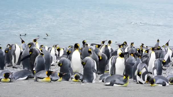 Королевские пингвины на пляже в Южной Джорджии — стоковое видео