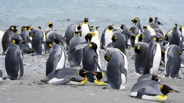 Королевские пингвины на пляже в Южной Джорджии — стоковое видео