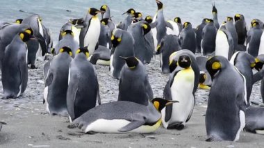 Güney Georgia sahillerindeki Kral Penguenler