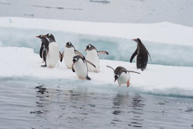 Gentoo Penguenleri buzdan suya atlıyor