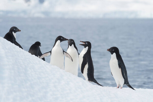 Adelie Penguins fight on ice in Antarctica