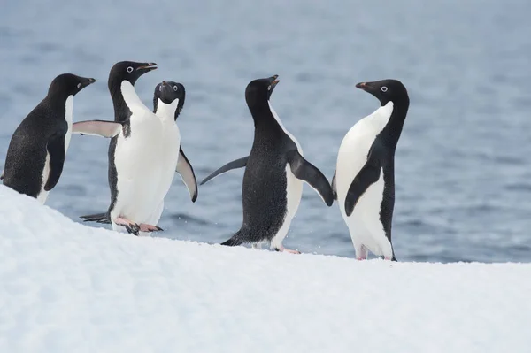 Адели Пингвины сражаются на льду в Антарктиде — стоковое фото
