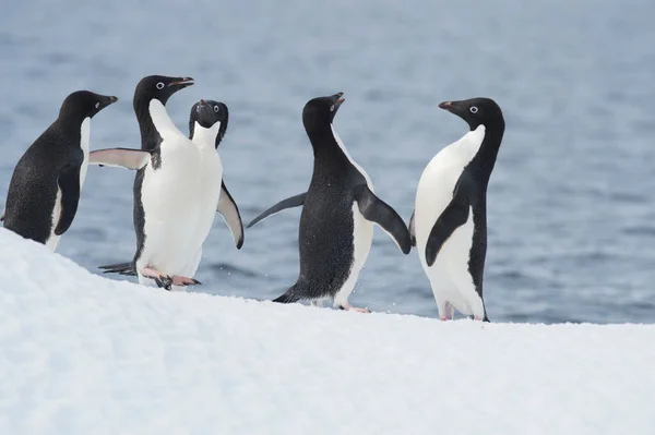 Adelie Penguins αγώνα στον πάγο στην Ανταρκτική — Φωτογραφία Αρχείου