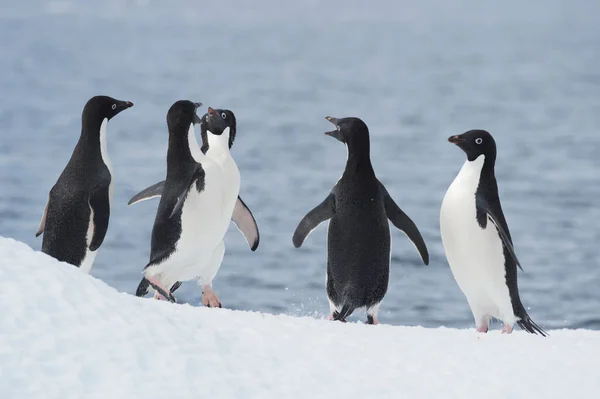 アデーレペンギンは南極の氷の上で戦う — ストック写真