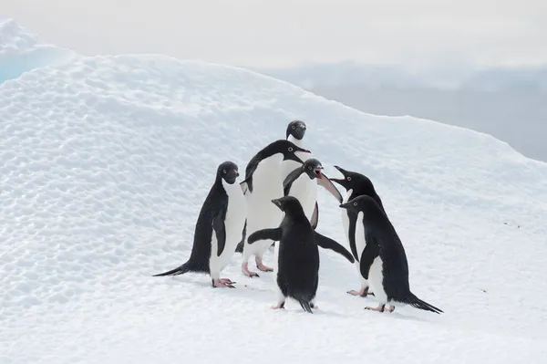 Pingüinos Adelie luchan sobre hielo en la Antártida —  Fotos de Stock