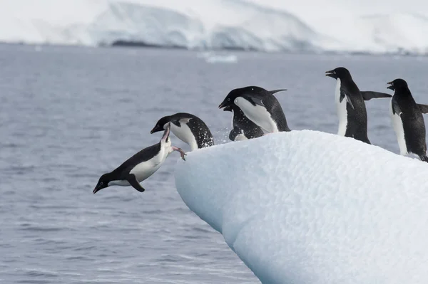 Pinguins Adelie lutam no gelo na Antártida — Fotografia de Stock