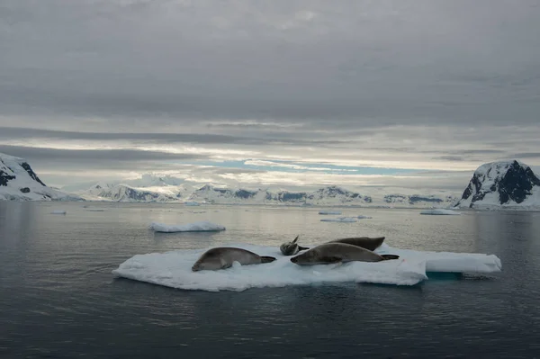 Prachtig uitzicht op ijsbergen met zeehonden in Antarctica — Stockfoto