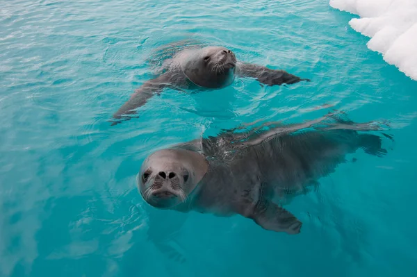 Крабовый тюлень, плавающий в воде, Антарктида — стоковое фото