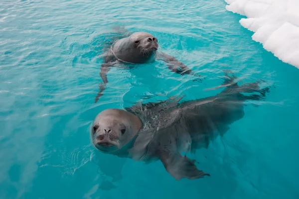 Phoque crabier nageant dans l'eau, Antarctique — Photo