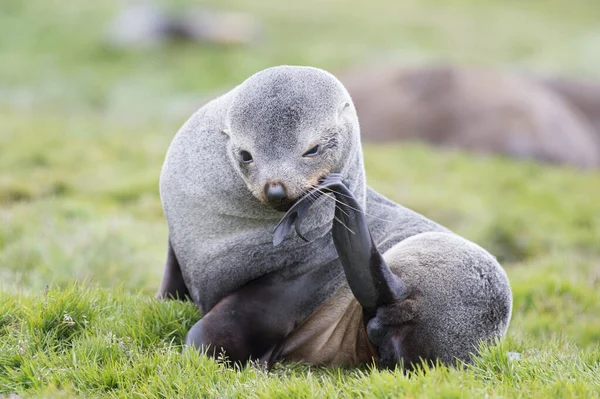 Antártico pele foca filhote de cachorro de perto na grama — Fotografia de Stock
