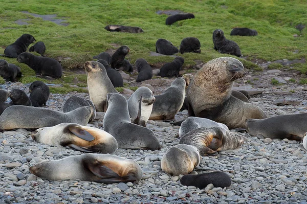 Antarktika kürklü fok yavrusu çimlere yakın. — Stok fotoğraf
