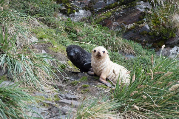 Phoque à fourrure de l'Antarctique petit gros plan dans l'herbe — Photo