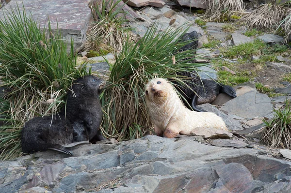 Phoque à fourrure de l'Antarctique petit gros plan dans l'herbe — Photo