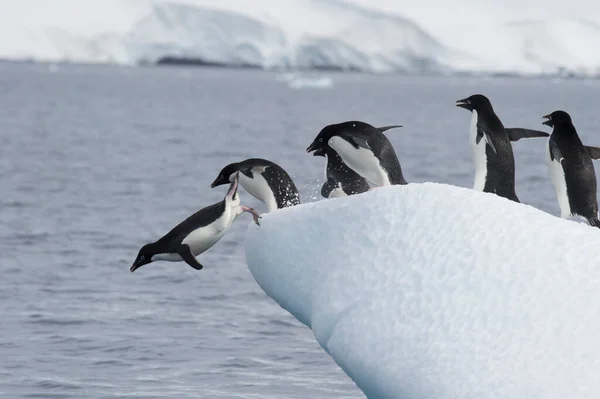 Penguins Adelie bertarung di es di Antartika Stok Gambar Bebas Royalti