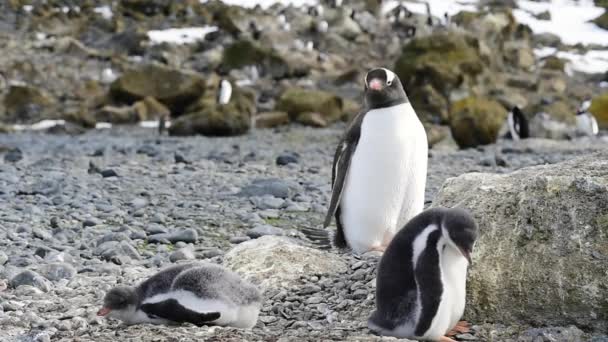 Gentoo Penguins na hnízdě v Antarktidě — Stock video