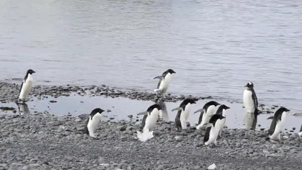 Пингвины Адели бегут к воде — стоковое видео