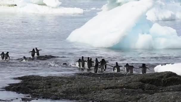 Pinguins Adelie correndo para a água — Vídeo de Stock