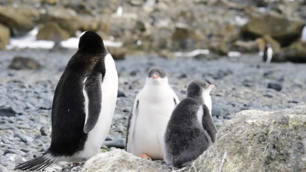 Pingouins gentils sur le nid en Antarctique — Video