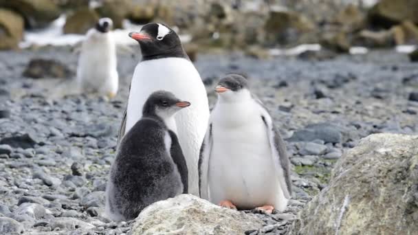 Gentoo pingvinek az Antarktiszon a fészek — Stock videók