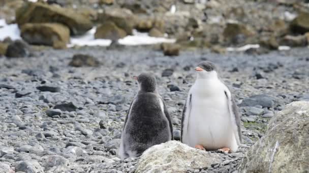 Gentoo penguenleri Antarktika içinde belgili tanımlık yuva üzerinde — Stok video